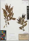 Foto von Salix fragilis L. x Salix pentandra L.